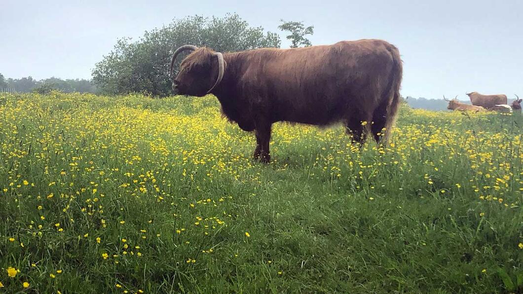 Schotse hooglander staat in een veld met gele bloemen