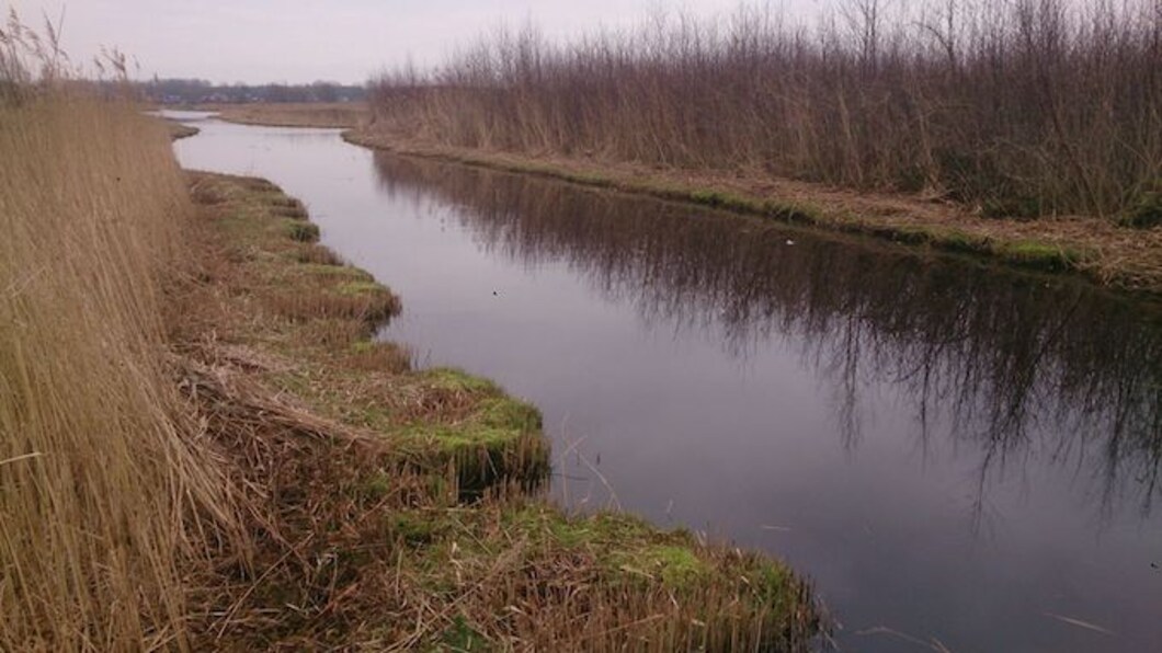 Landschap Oostzanerveld, riet en water