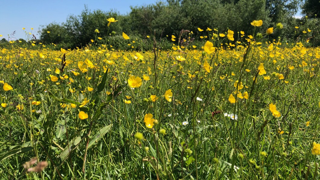 gele bloemen in Twiske