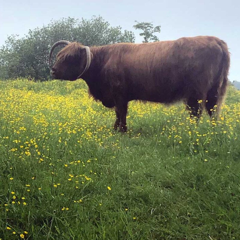 Schotse hooglander staat in een veld met gele bloemen