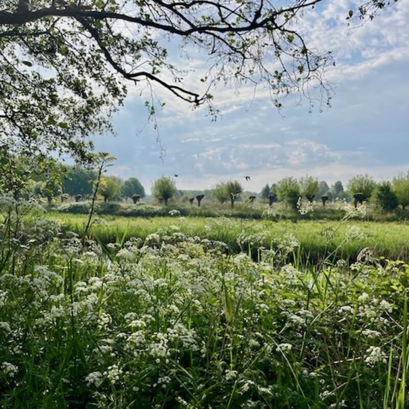 Foto van het Twiske in bloei